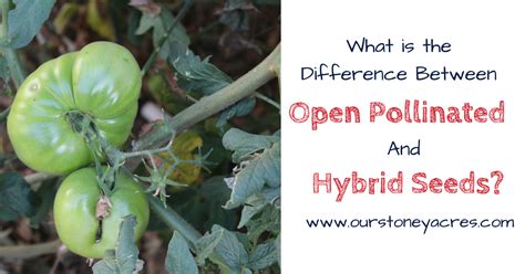 Windows server 2012 tutorials : The difference between open pollinated and hybrid seeds ...