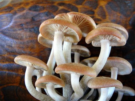 Free Images Mushrooms Fungus Edible Mushroom Agaricaceae Shiitake