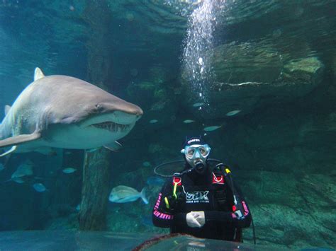 Shark Dive Xtreme Returns Sea Life Sydney Aquarium