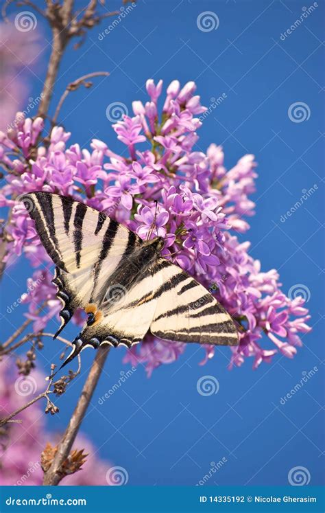Butterfly On Lilac Flowers Stock Photo Image Of Outdoors 14335192