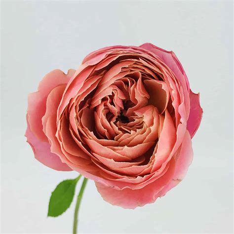 Romantic Antique Garden Rose Wholesale Bulk Flowers Cascade Floral