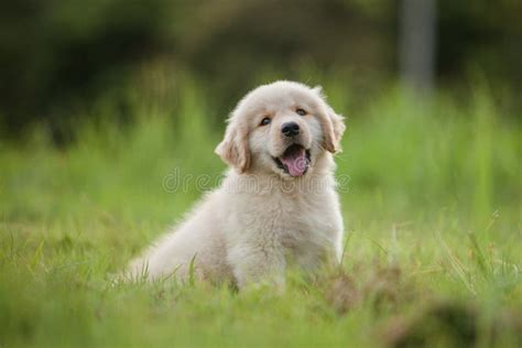 Baby Golden Retriever Puppy In Grass At Home Stock Image Image Of