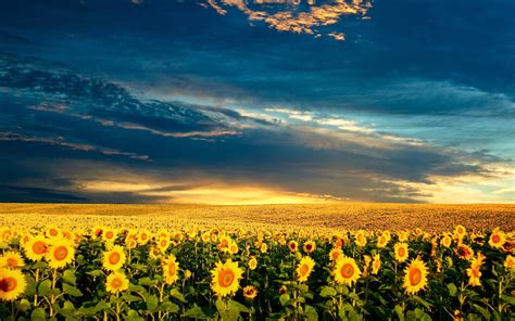 Sunflower Field Flower Wallpapers Nature Images Plants
