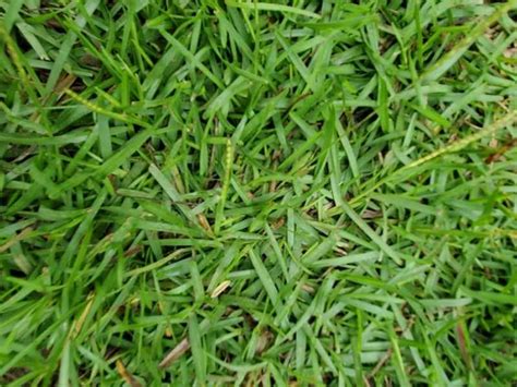 How To Make Bahia Grass Thicker Lawn Model