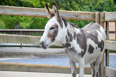 Miniature Donkey The Maryland Zoo