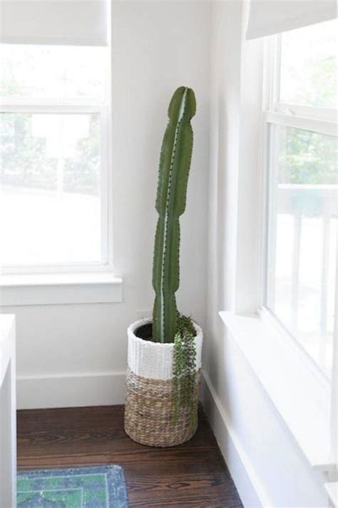 Epic 23 Gorgeous Indoor Cactus Plants Ideas To Beautify Your Home
