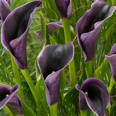 Calla Lily Care Everything You Need To Know