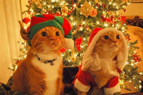 Mews The Christmas Cats Katzenworld