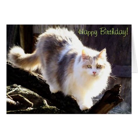 Happy Birthday Dilute Calico Maine Coon Card Zazzle