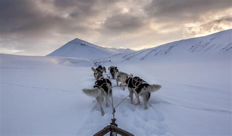 Dog Sled Expedition Svalbard Villmarkssenter Dog Sledding In