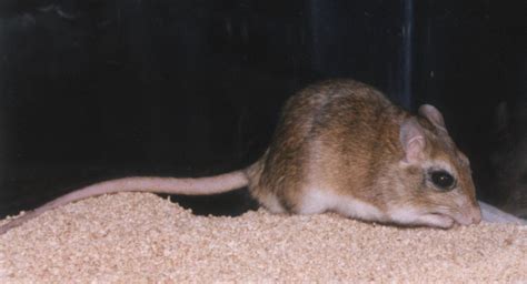 Indian Gerbil Alchetron The Free Social Encyclopedia