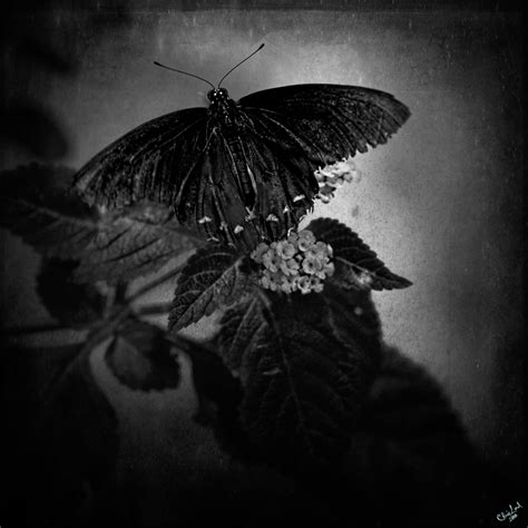 Dark Butterfly All Creatures Great And Small