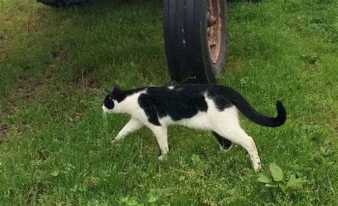 While these big cats may never be reintroduced to the freedom of the wild, our. Black and white Cat Missing - Millstreet.ie