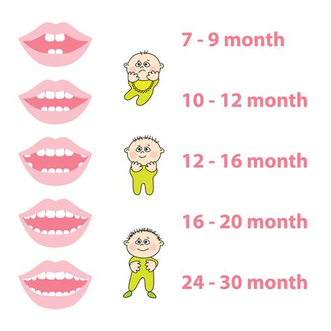 All Primary Teeth Have Normally Erupted By The Age Of Teethwalls