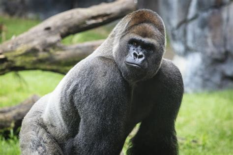 Scientists Find How Deadly Malaria Parasite Jumped From Gorillas To Humans