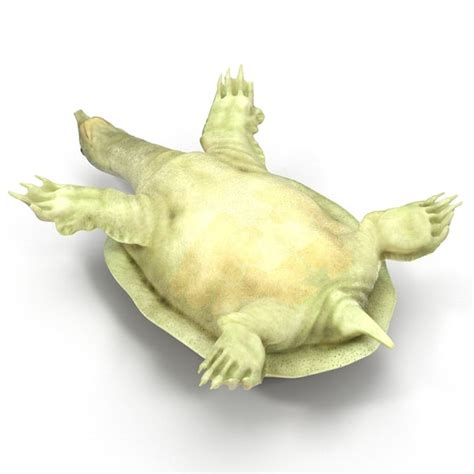Maybe you would like to learn more about one of these? chinese softshell turtle