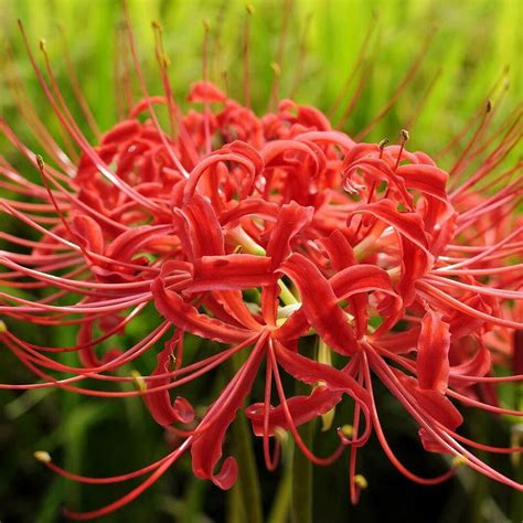 Japanese Red Spider Lily Higanbana Flower Seeds 20pcs Passion For Plantation