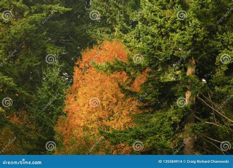 Pacific Northwest Forest And Big Leaf Maple Trees Stock Photo Image