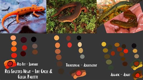 Red Spotted Newt Palette By Life Cycle Red Newt Life