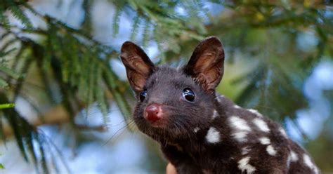 How The Return Of The Eastern Quoll Is Restoring Balance To Australia