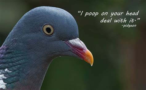 Pigeon famous quotes & sayings. Quotes about Pigeon (106 quotes)