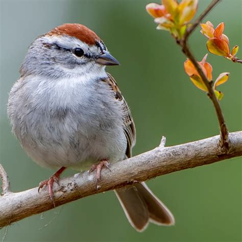 Chipping Sparrow American Bird Conservancy