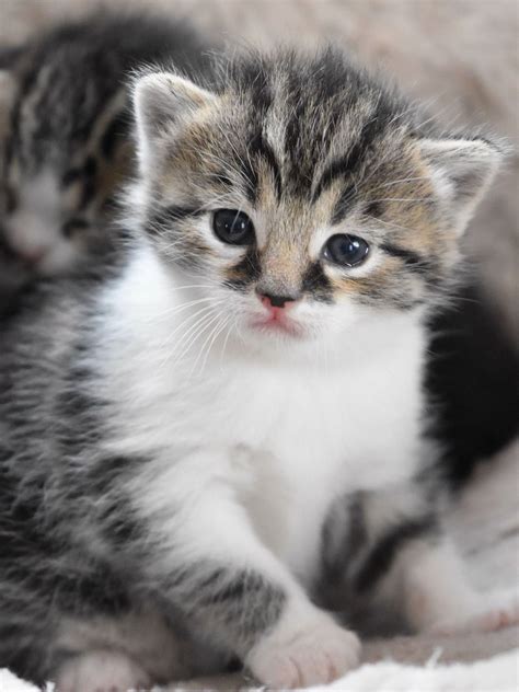 Most Beautiful Kitten Ever Beautiful Kitten Cutekitty A Cute