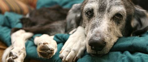 Say goodbye to your pet at home. San Diego Pet Hospice Brings Comfort to Animals' Final ...