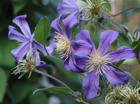 It is a fairly short variety, growing only to 3 feet high. Clematis 'Juuli' - Clematis integrifolia 'Juuli ...