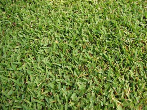 The 5 Best Grasses For Central Texas Lawns Wikilawn
