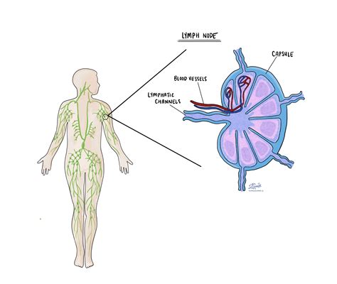 Lymph Node Pathology Dictionary Mypathologyreportca