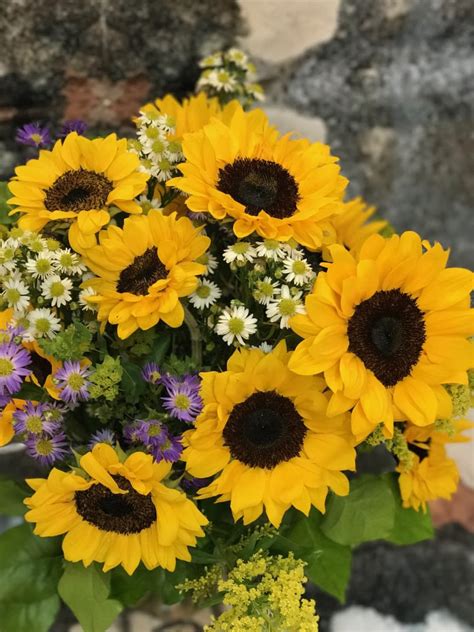 Browse the most recent fort lauderdale, florida obituaries and condolences. Sunflowers with Field Flowers in Fort Lauderdale, FL ...