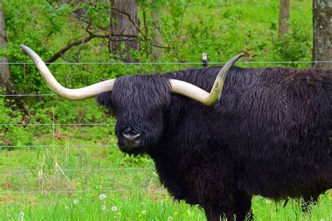 Hd Wallpaper Bull Horns Angus Black Cattle Farm Animal