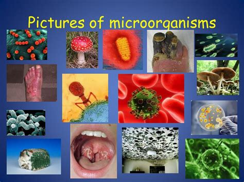 Ppt Micro Organisms Powerpoint Presentation Free Download Id1928103