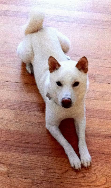 White Shiba Inu This Looks Like Kaleesi Dog Allergies Dog Daycare