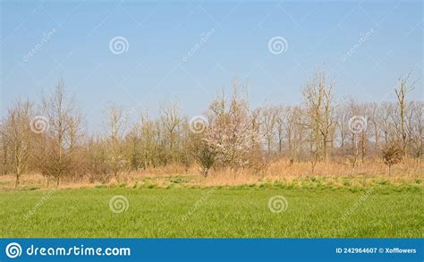Sunny Winter Marsh Landscape In The Flemish Countryside Stock Image
