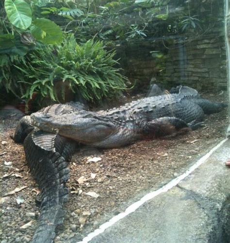 Retrouvez les meilleures offres zooparc de beauval : ZOO DE BEAUVAL : Bar