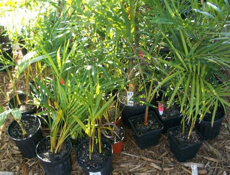 Transplanting Areca Palm Or How To Mitigate The Owners Transplant Shock