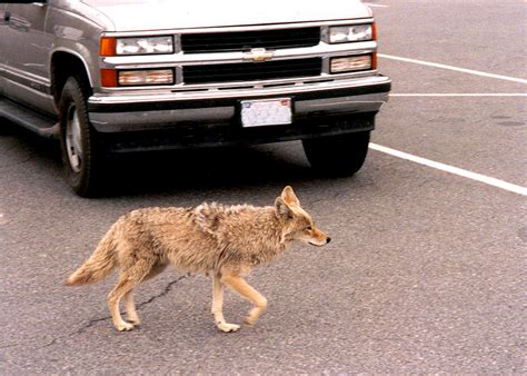 6 Facts About Urban Coyotes Hobby Farms