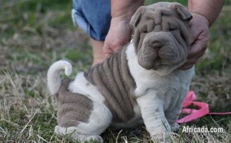 With their breeder, waiting for you! Shar Pei Dog Price