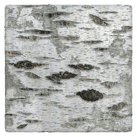 Birch Tree Bark Texture Free Pbr Texturecan