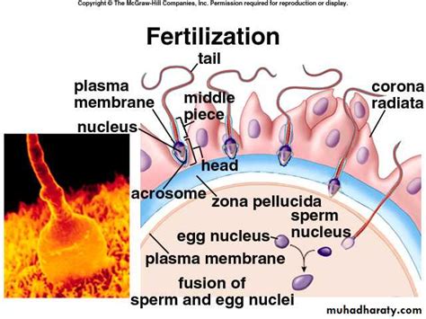 Fertilization And Implantation Docx Yusra N Mohammed Muhadharaty