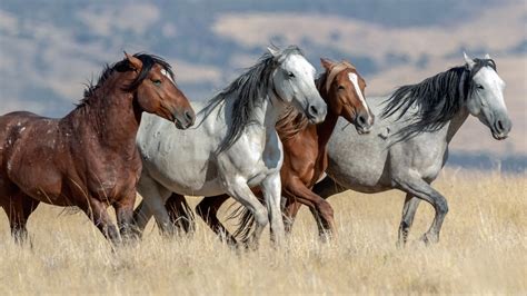 Free Images Mustangs Horse Ecoregion Natural Landscape Grass