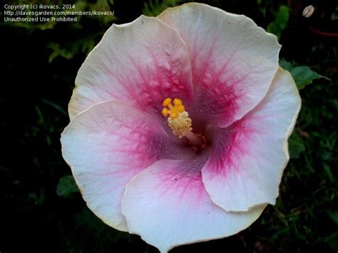 Plantfiles Pictures Tropical Hibiscus Tahitian Imperial Star