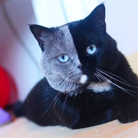 Cat With A Bicolor Face Is The Father Of Two Kittens Who Shared Their