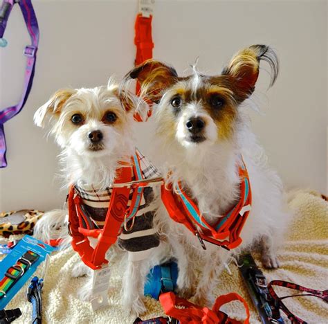 Many thanks to Spike Taylor's Operation Pet Pals for ...
