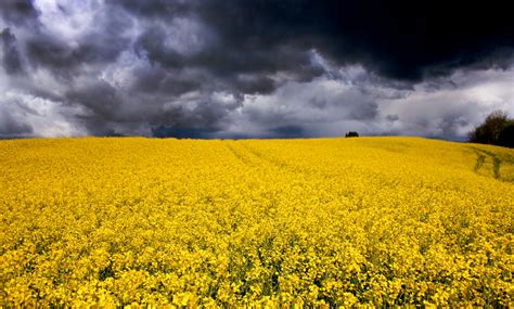 Flower Fields In Aabenraa Denmark Image Free Stock Photo Public