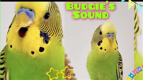 Budgie Sound When Calling Other Budgie Parakeets Sounds For Lonely