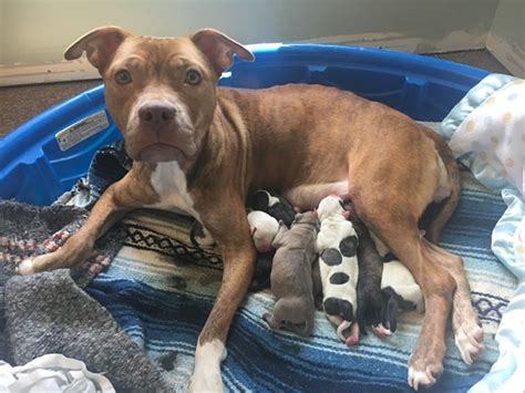 Lake County Animal Shelter is at critical capacity and desperately