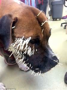 Baby Boxer In Colorado Lucky To Be Alive After Porcupine Attack Daily